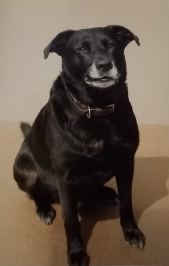Pet Psychic -message and healing