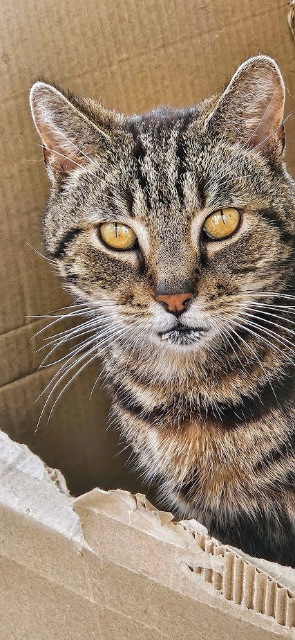 Pet Psychic -message and healing